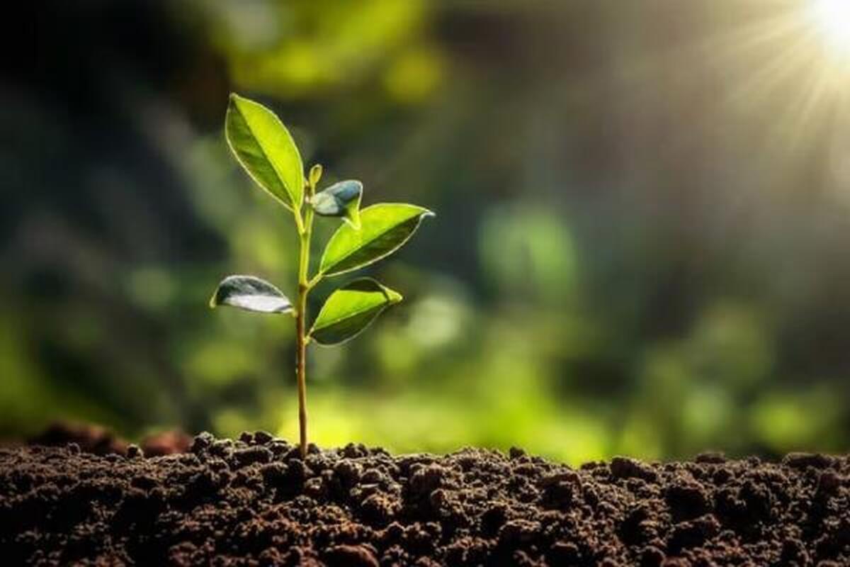 جذب بیش از انتظار دی اکسید کربن توسط گیاهان