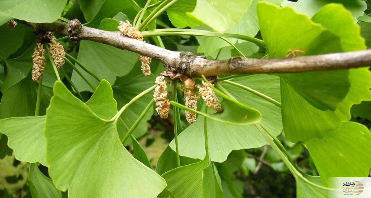 با این گیاه خستگی تان از بین می رود