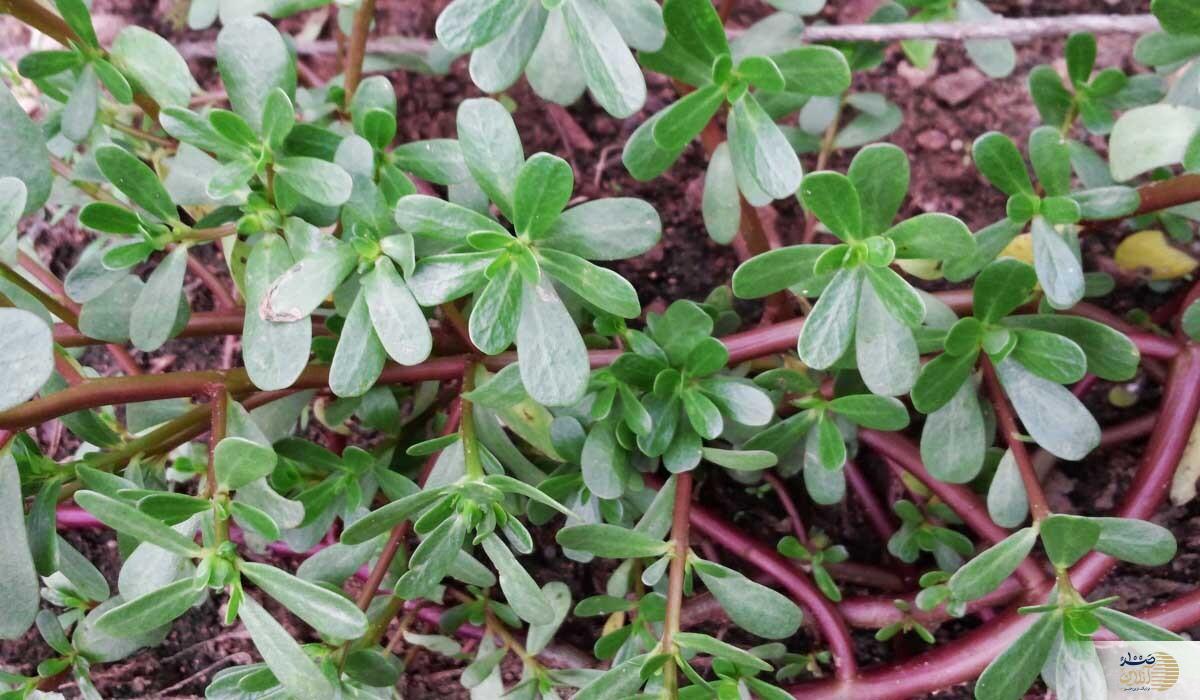 گیاه خرفه موجب بهبود علایم این بیماران می شود