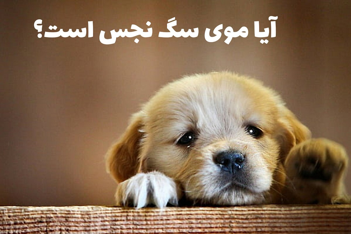 آیا موی سگ نجس است؟ / احکام فقهی درباره نجاست سگ و اجزای بدن آن آیا موی سگ نجس است؟ / احکام فقهی درباره نجاست سگ و اجزای بدن آن