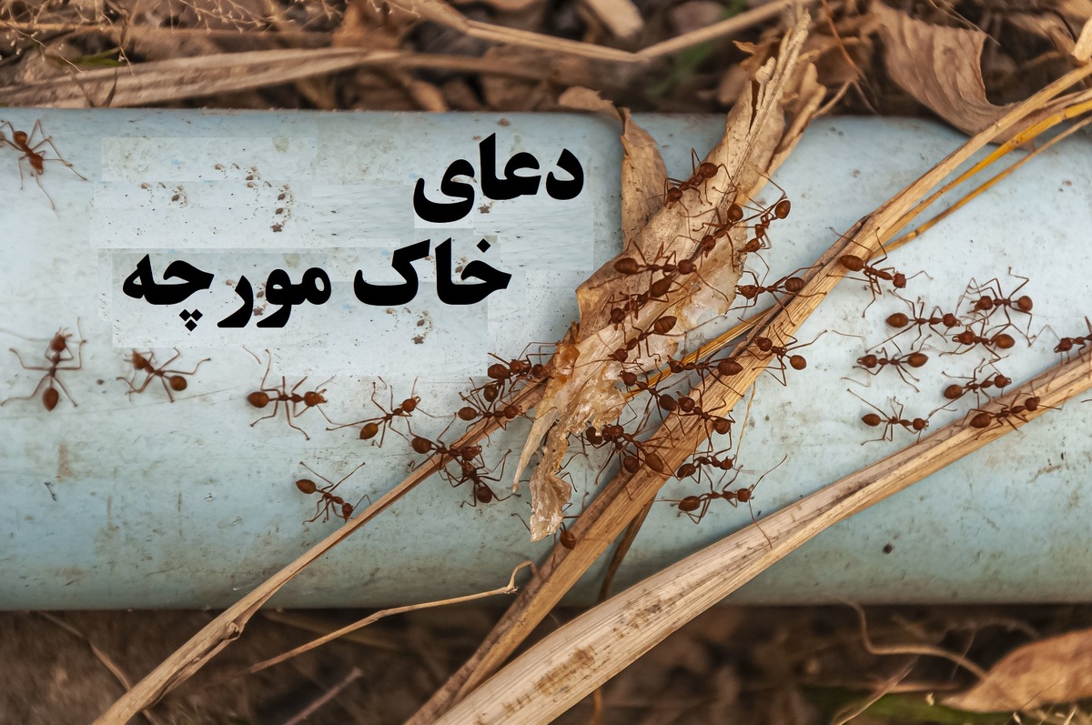 دعای خاک مورچه/ چگونه برکت الهی را به خانه و زندگی خود بیاوریم؟