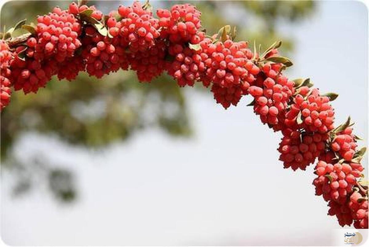 بدون مصرف دانه ضد سرطان معده و کلیه و کبد و قاتل قند خون و فشار خون نخوابید