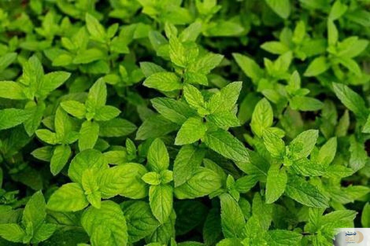 با این روش های ساده التهاب معده را درمان کنید