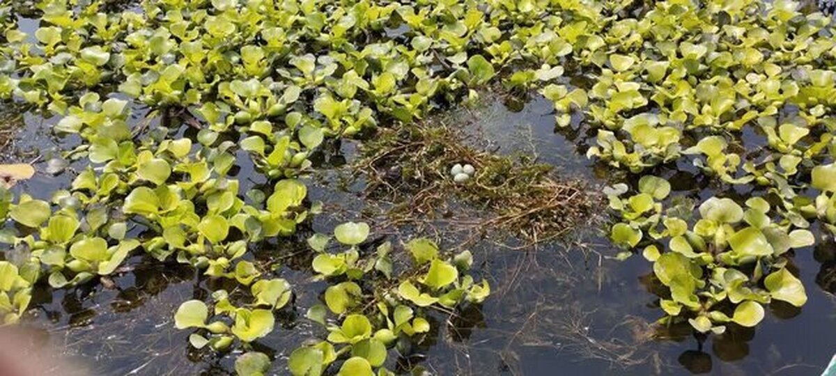 از تردد غیرضرور در نزدیکی کلونیهای پرندگان تالاب انزلی خودداری کنید از تردد غیرضرور در نزدیکی کلونیهای پرندگان تالاب انزلی خودداری کنید