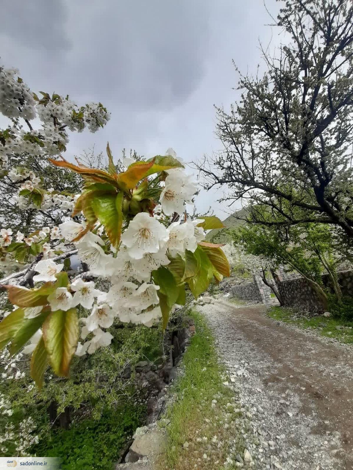 ویدیو / شکوفه های بهاری در مسیر پیاده روی دشت هویچ