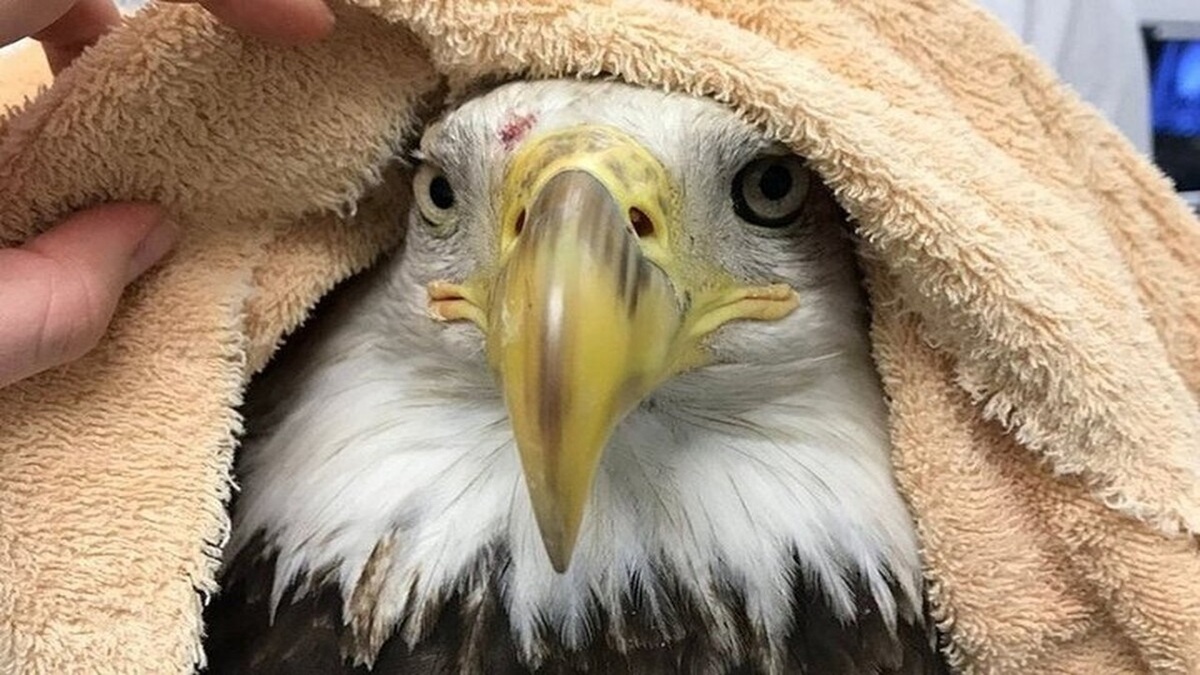 ویدیو / حرکت تحسین‌برانگیز یک زن در نجات عقاب سرسفید
