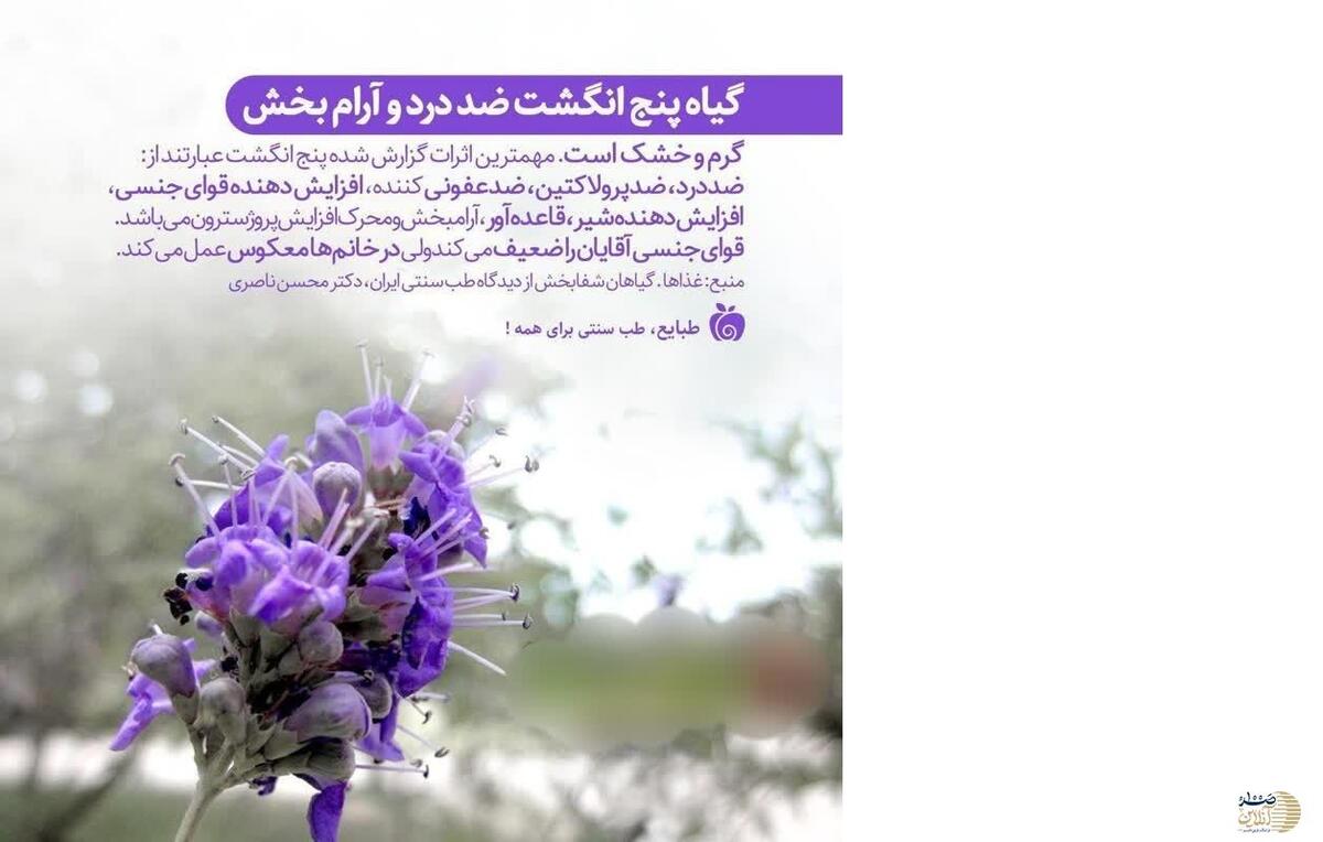 گیاهی که زنان را به عمر 120 ساله می رساند بدون مصرف حتی یک قرص و دارو