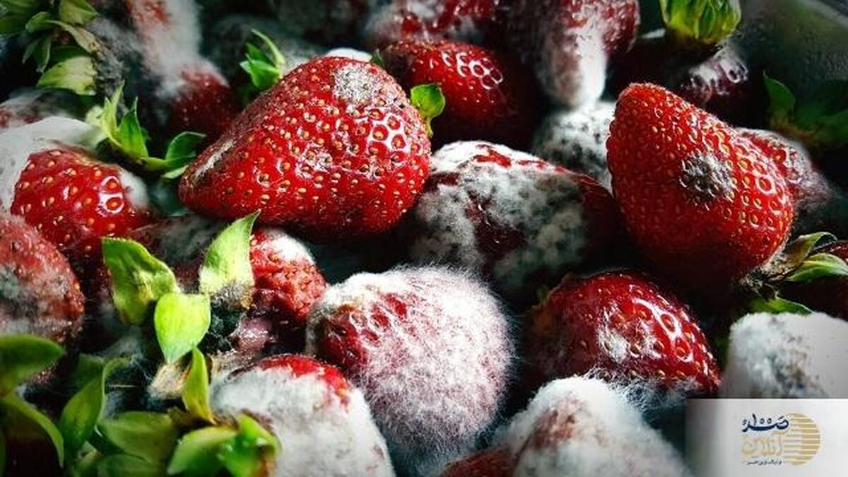 بلایی که کپک سر شما می اورد / کپک این میوه برای آلوده کردن جمعیت شهر تهران کافی است
