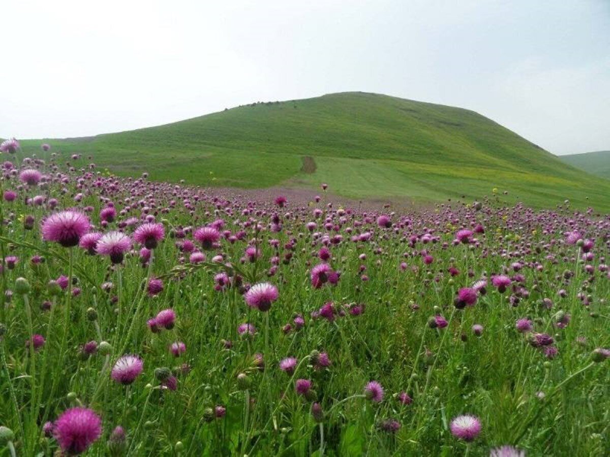 جلای روح در طبیعت زیبای مغان | تماشای طبیعت سبز میان کوه