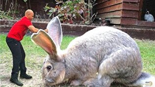 غول‌پیکرترین خرگوش جهان با ۱۰کیلوگرم وزن + ویدئو