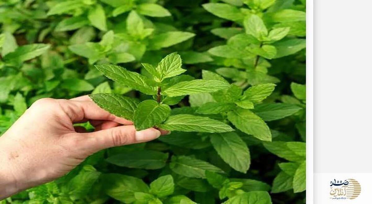 با خواص این گیاه برای سلامت و بدن آشنا شوید | بدن صفر کیلومتر به شما تحویل میدهد