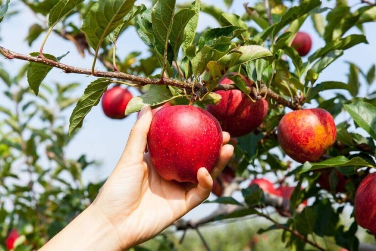 حکم شرعی خوردن میوه درختان معابر عمومی + نظر آیت‌الله سیستانی