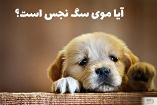 احکام شرعی چسبیدن موی سگ روی لباس نمازگزار
