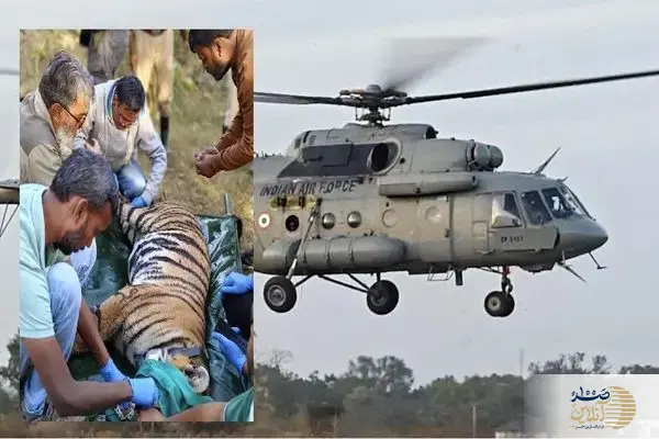 ببینید/ عملیات کم‌سابقه انتقال ببر ماده با هلیکوپتر در هند