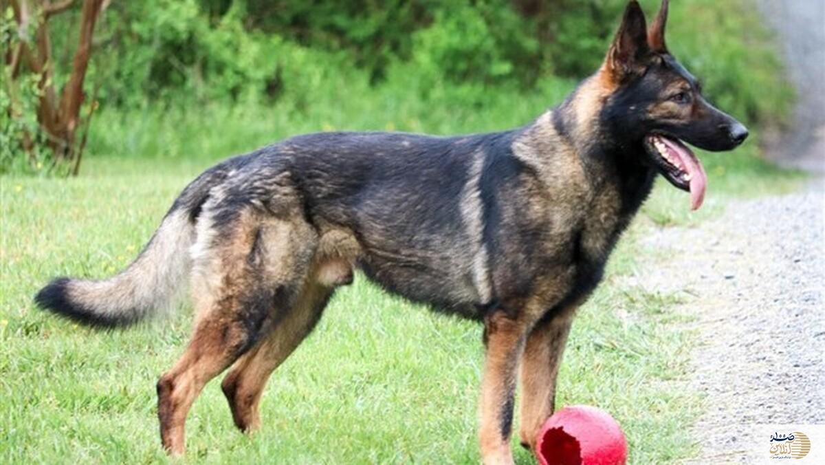 سگ ولگرد بلای جان دختر دانشجو در محوطه دانشگاه تبریز شد