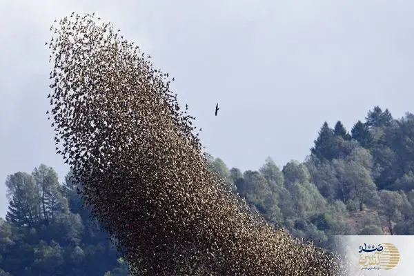 ببینید/لحظه‌ای وحشتناک؛ برخورد مرگبار پرندگان با زمین