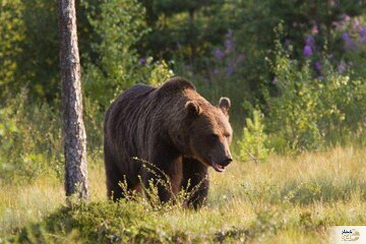 حمله ور شدن خرس گرسنه به دختر نوجوان