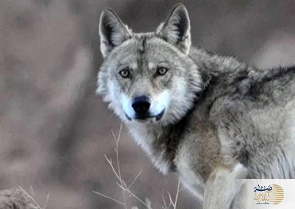 ببینید/حضور گرگ های خاکستری در سمنان