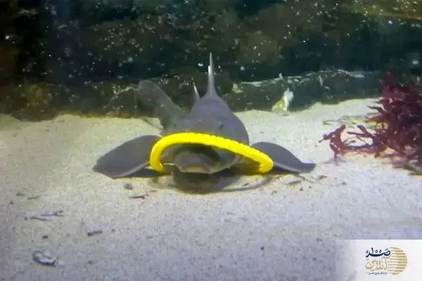 ببینید/راز تازه از اعماق دریا: بازیگوشی کوسه‌ها و سفره‌ماهی‌ها