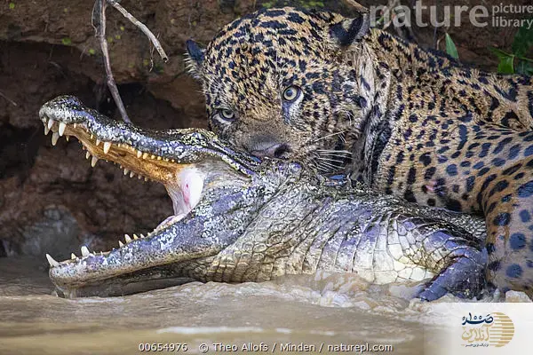 ببینید/شکار برق‌آسا؛ جگوار و کایمن در نبردی نفسگیر
