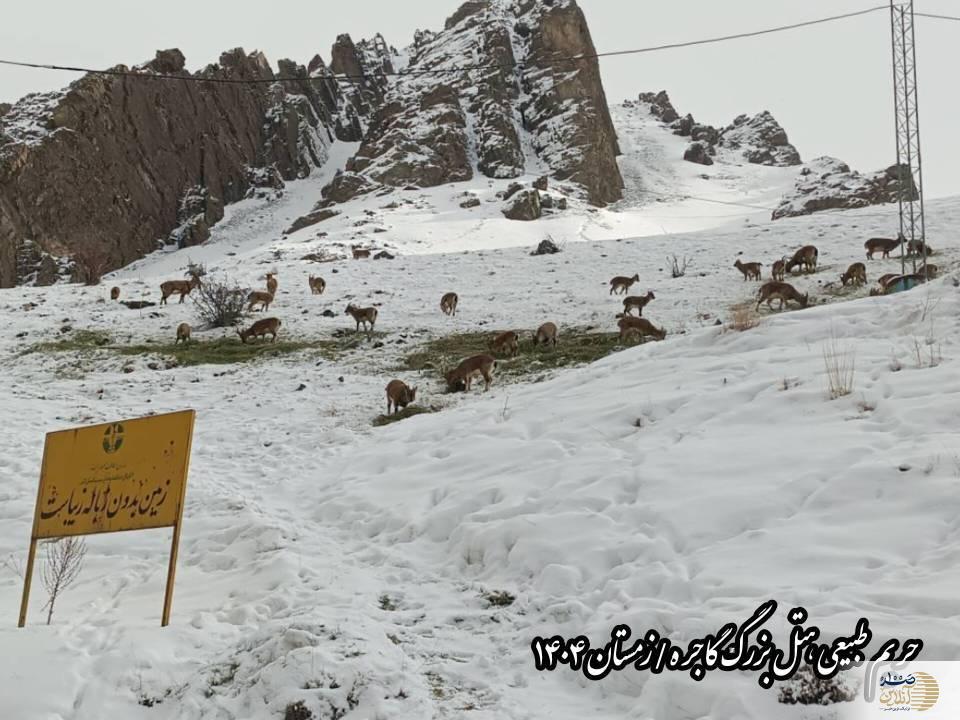 بازگشت بزهای کوهی به ارتفاعات برفی گاجره؛ روایت تصویری از زندگی کل و بز البرز در بزرگترین هتل کوهستانی کشور بازگشت بزهای کوهی به ارتفاعات برفی گاجره؛ روایت تصویری از زندگی کل و بز البرز در بزرگترین هتل کوهستانی کشور