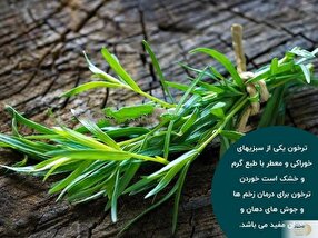 راز سبزی معطر طب سنتی که زخم و جوش‌های دهان را ناپدید می‌کند!