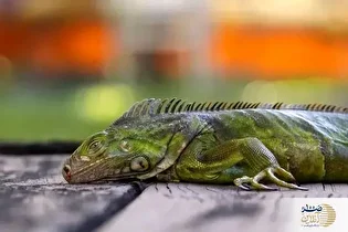 ببینید/ سقوط ایگواناها از درختان فلوریدا بر اثر سرما