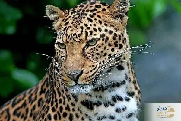 ببینید/ گزارش امیدوارکننده از وضعیت یوز آسیایی