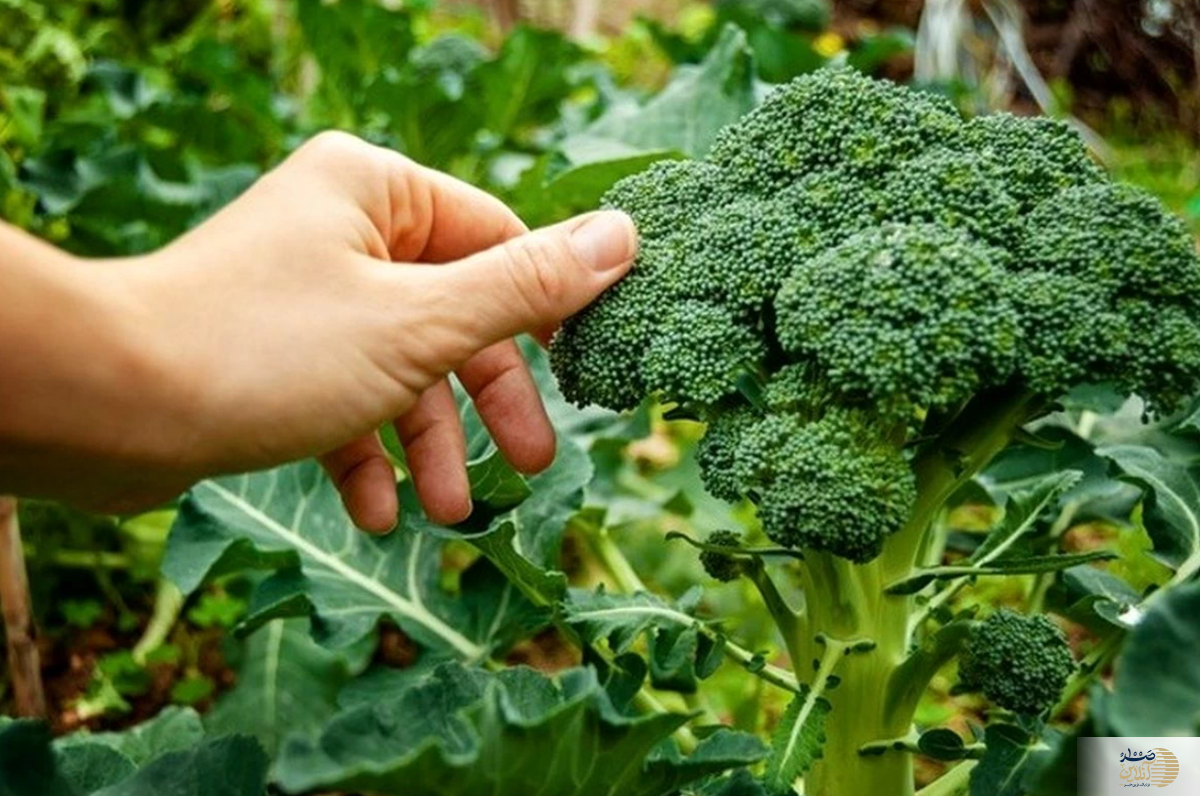 این سبزیجات به طور عجیبی چربی‌سوزی میکند