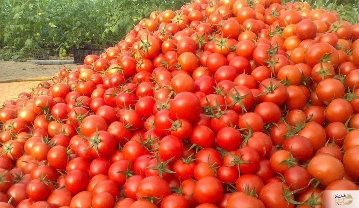 با مصرف این صیفی جات خوش رنگ اشتهایتان را باز کنید