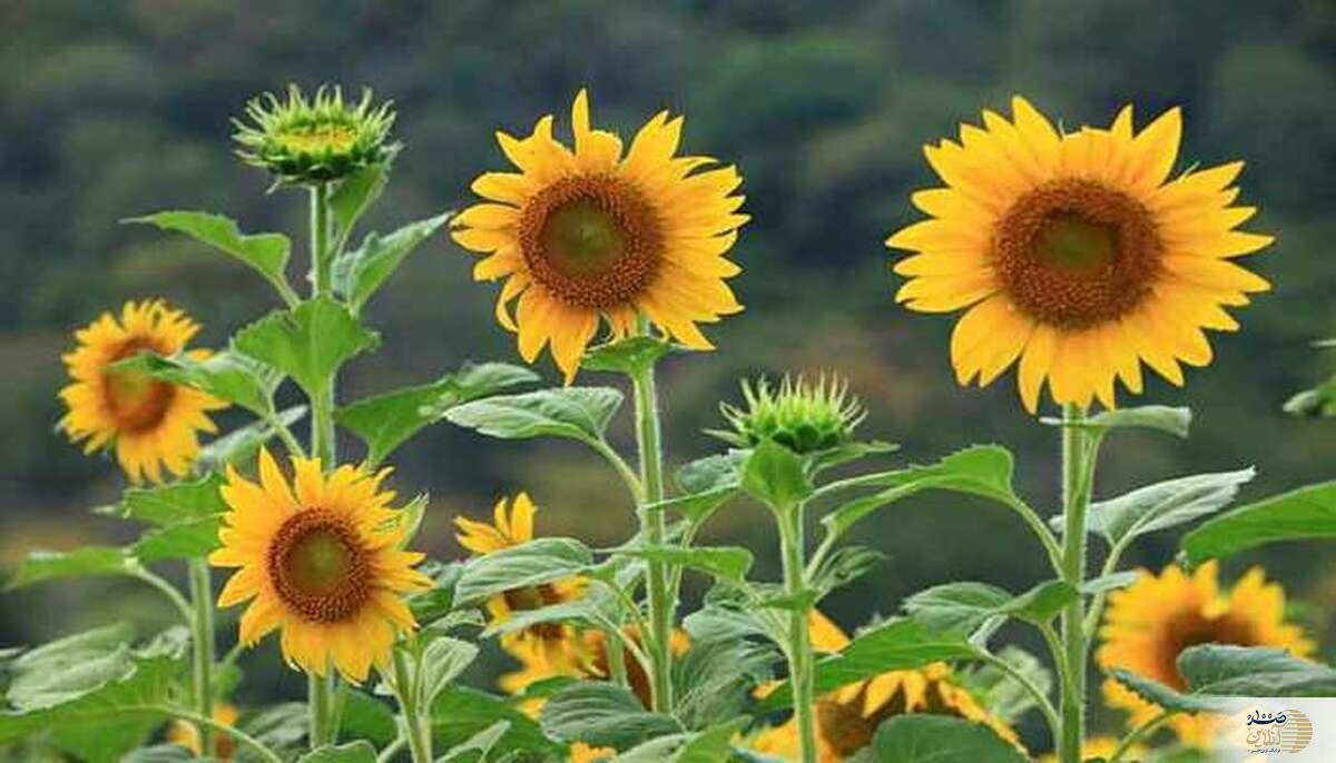 مصرف این دانه های مفید را در برنامه روزانه قرار بدهید