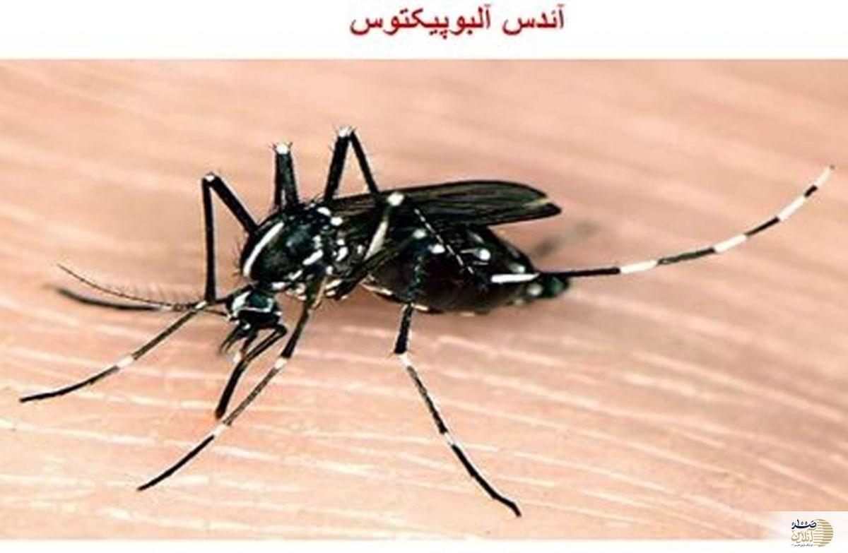 بازگشت تب دنگی به ایران/ آیا مجدداً در معرض خطر هستیم؟