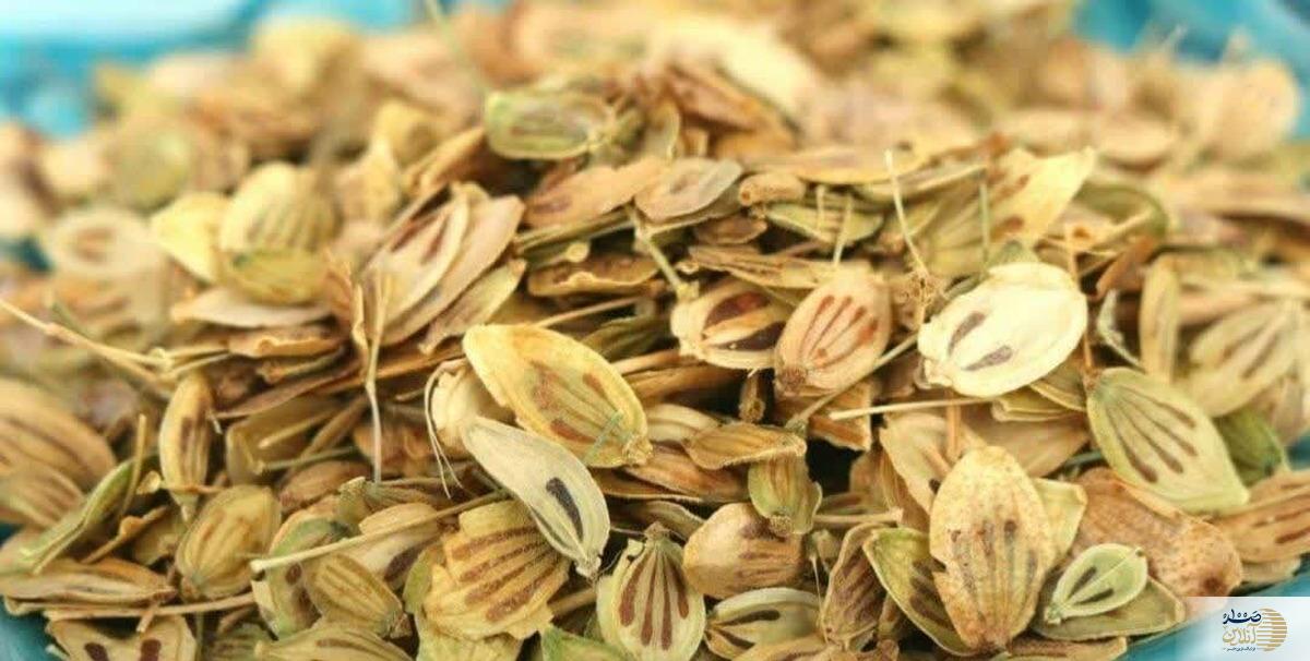 اگر می خواهید باهوش شوید این ادویه خوش طعم را زیاد استفاده کنید