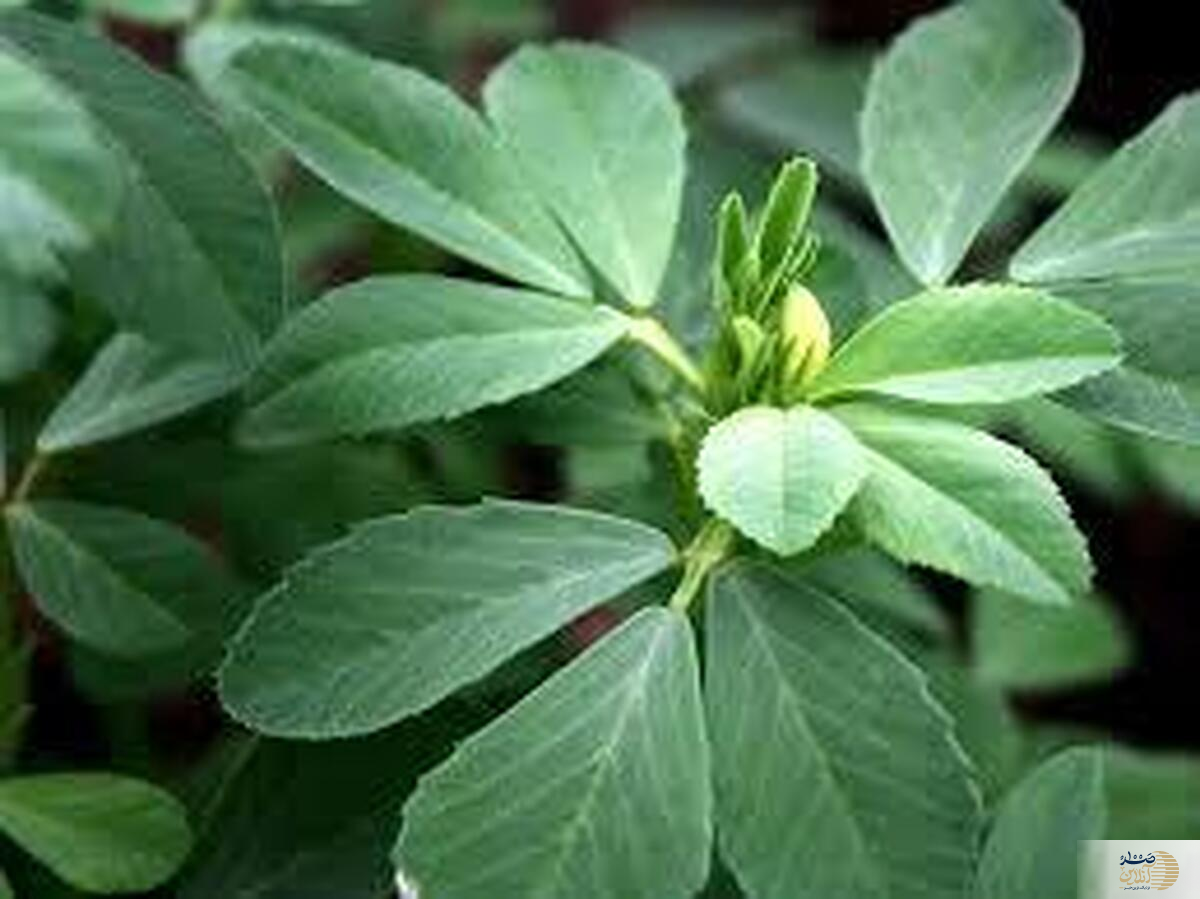 با این سبزی از شر ریزش مو خلاص شوید