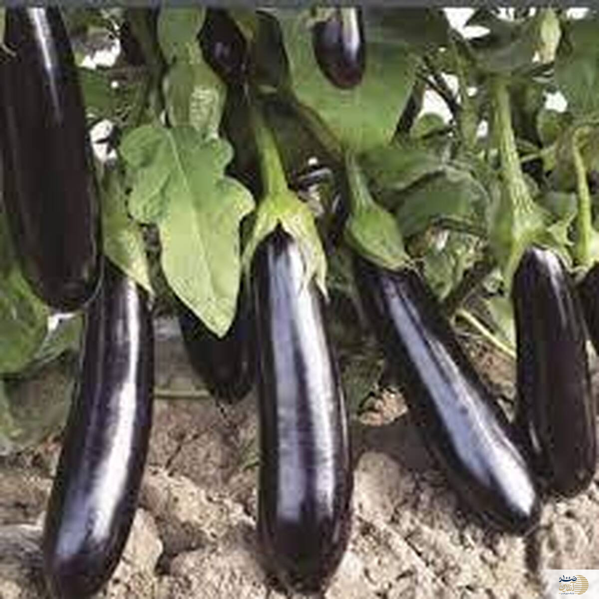 چرا بادمجان را نباید پوست بگیریم؟