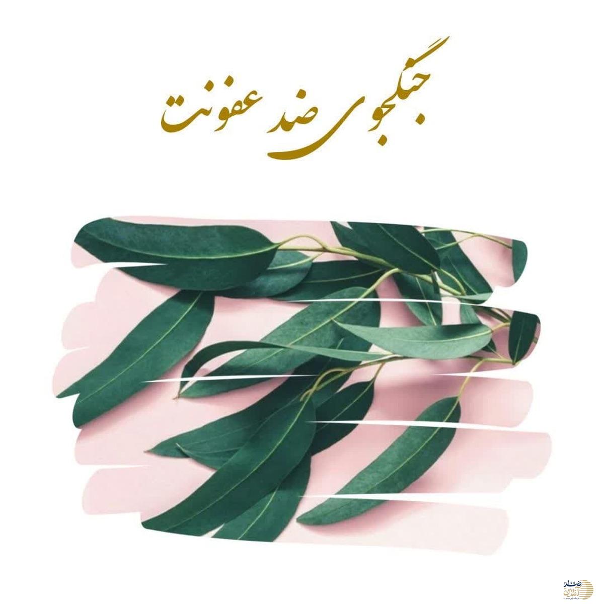 این گیاه به جنگجوی ضد عفونت معروف است