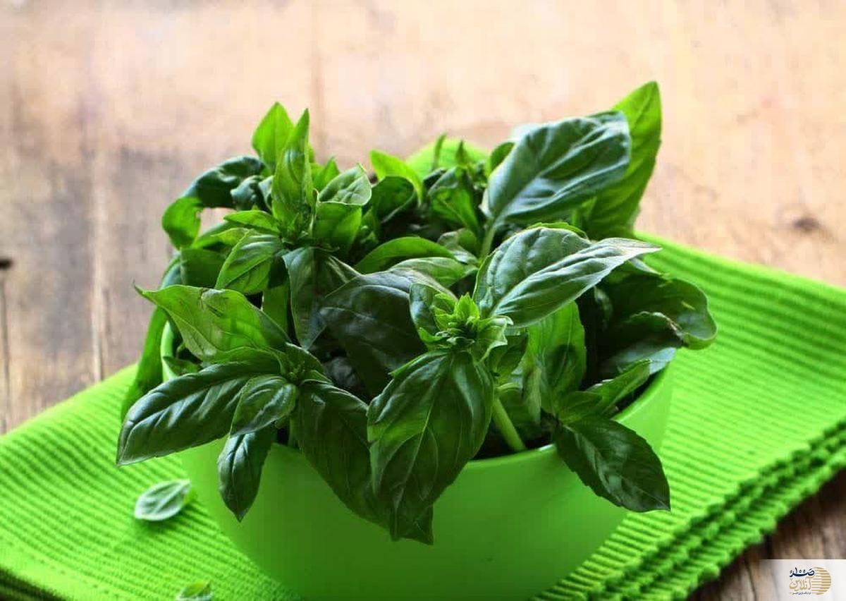 سردرد گاه بیگاه را با این سبزی خوش عطر از بین ببرید