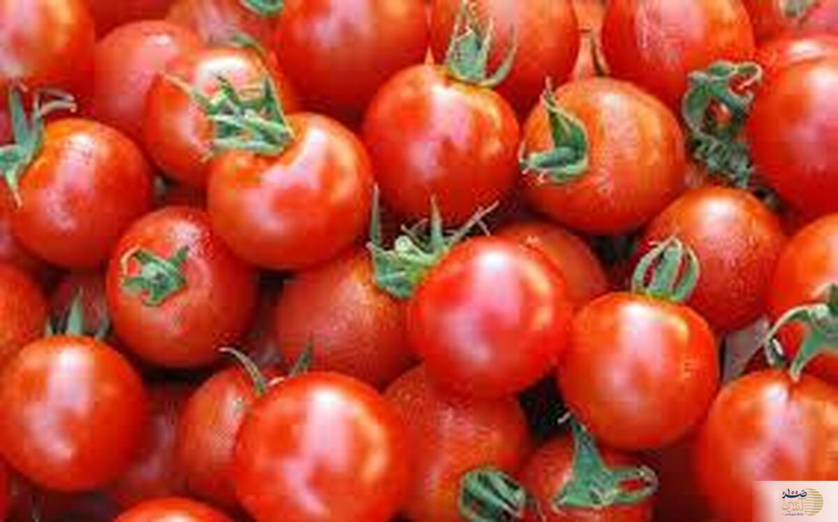 گوجه فرنگی معجزه ای برای ریه شماست