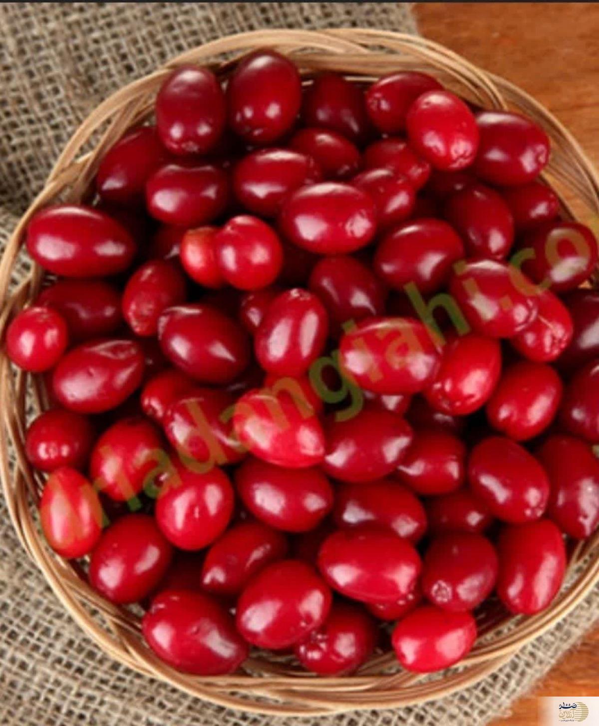 این میوه کوچک با خواص شگفت‌انگیز را بشناسید