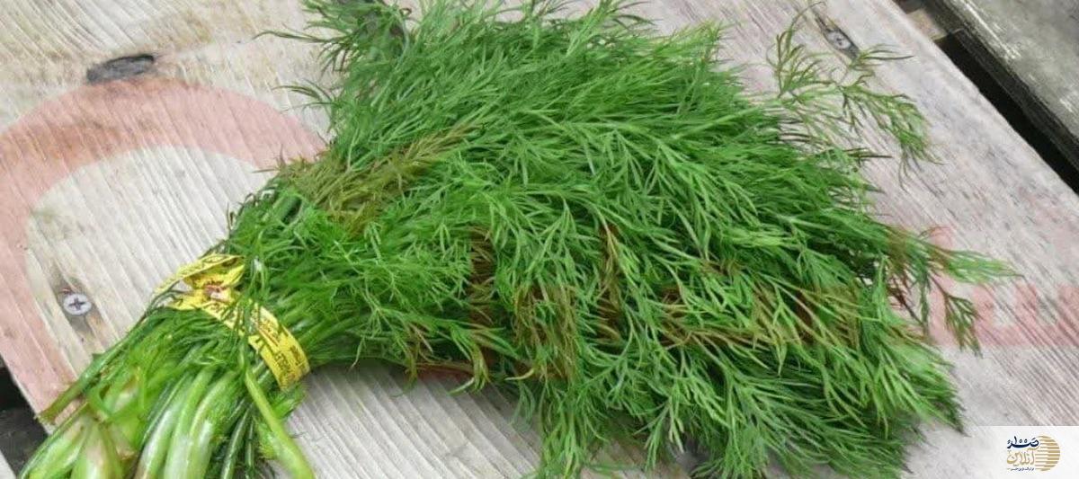 هرگز به ترکیب ماست و شوید لب نزنید