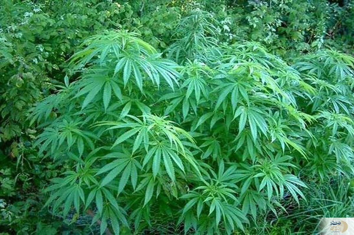 پوکی استخوان را با شاه دانه ها از بین ببرید / منبع بزرگ پروتئین و نرم کننده طبیعی مو