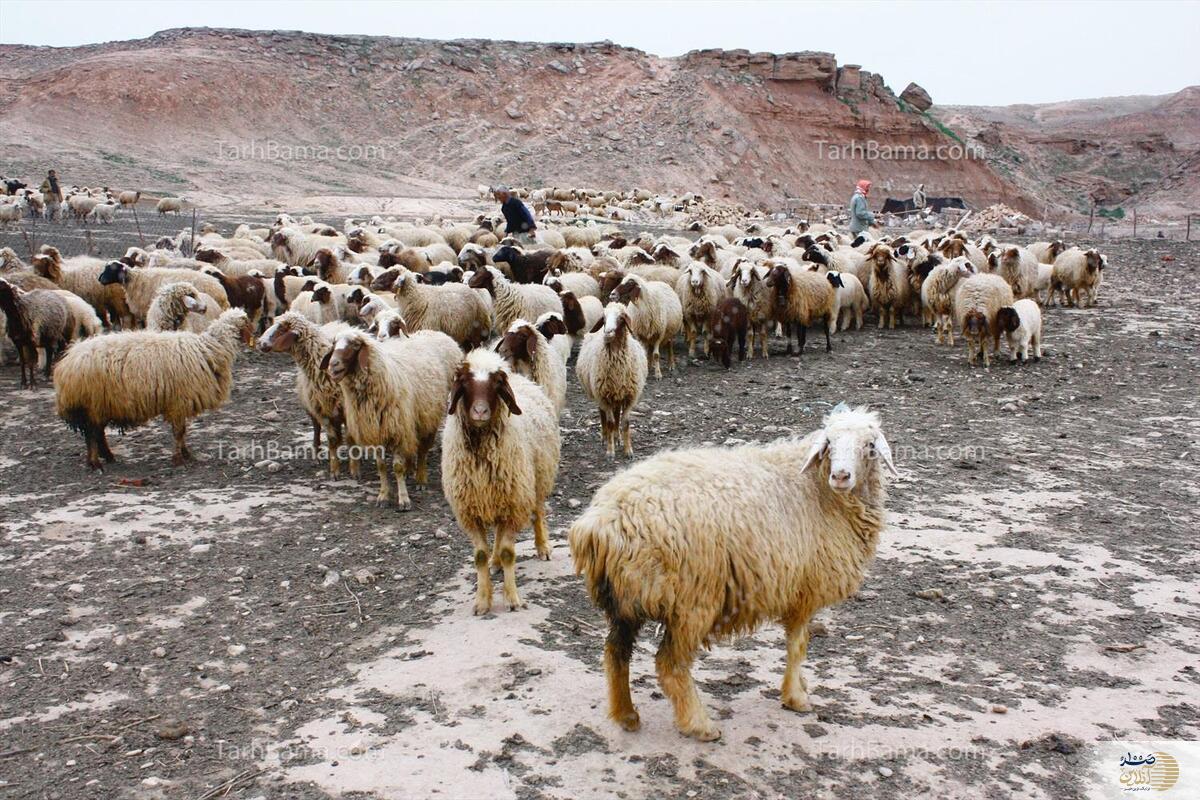 راننده اتوبوس با بی احتیاطی ۶۰ گوسفند را تلف کرد