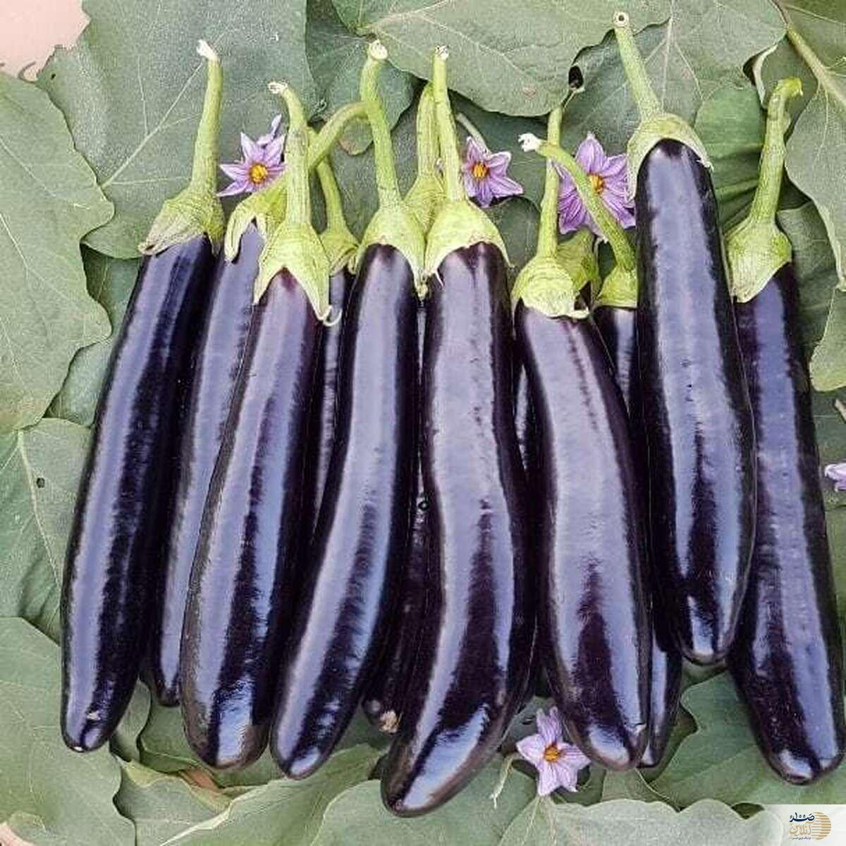 مشکلاتی که بادمجان برای شما می تواند ایجاد کند