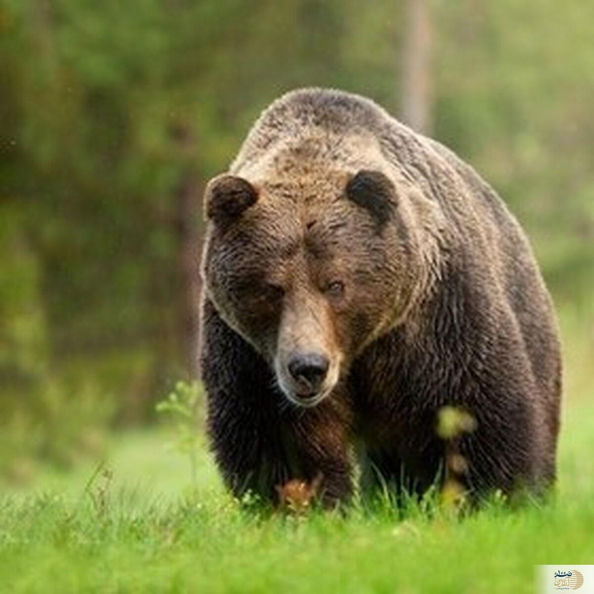 حمله وحشتناک خرس آسیایی به یک چوپان