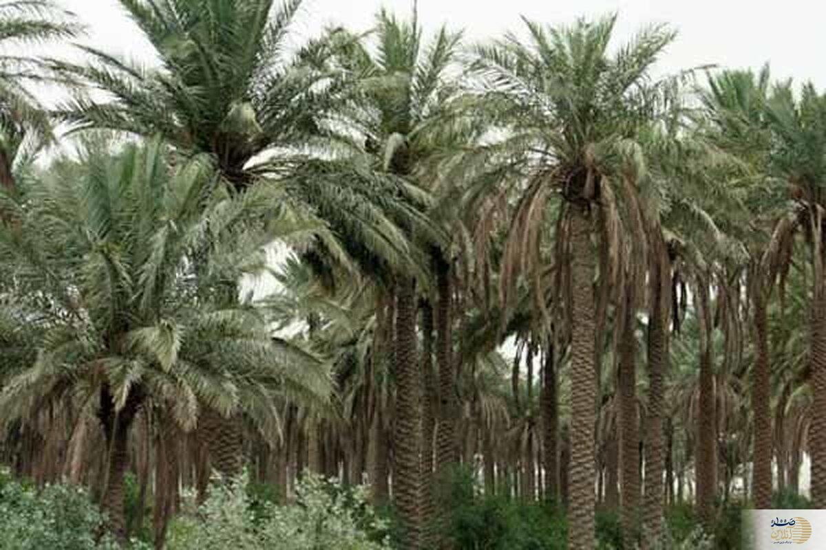 درباره مدیریت و درآمد چشمگیر حضرت زهرا (س) بیشتر بدانید