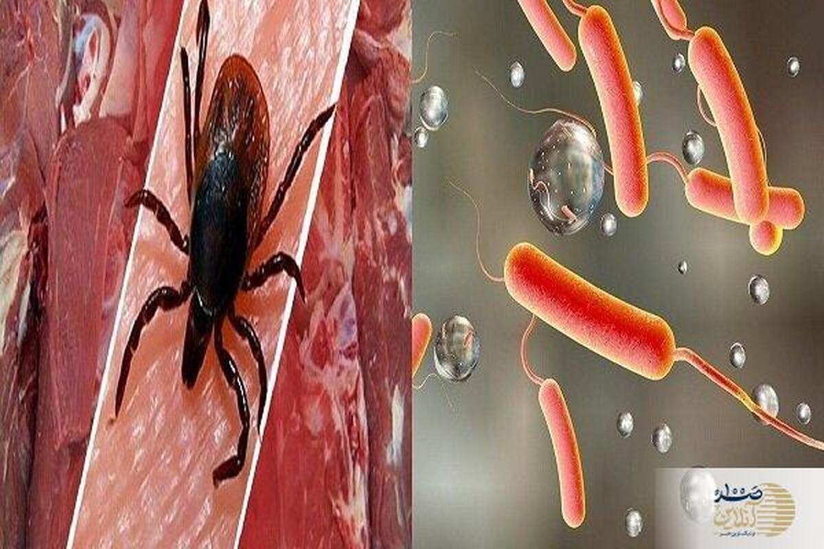 تب کریمه کنگو دوباره خبرساز شد؛ علائم، راه‌های انتقال و هشدارهای پزشکان