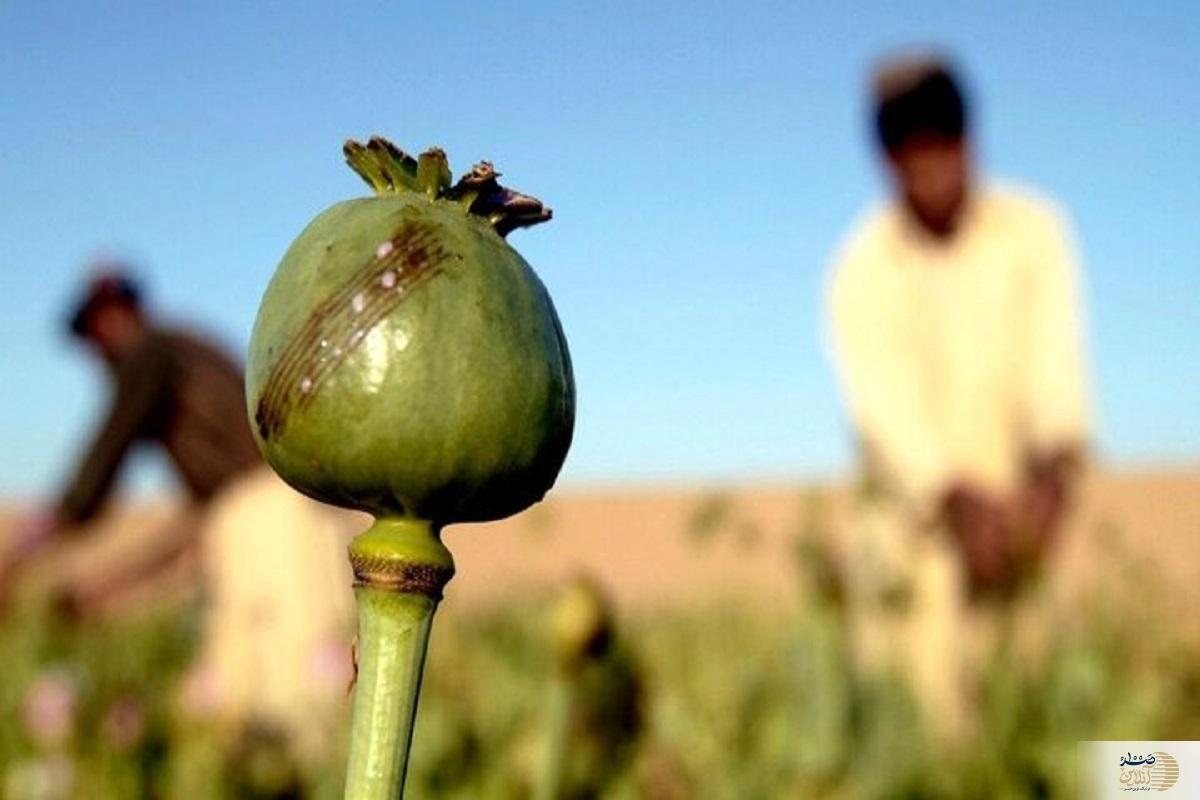 کشف مواد مخدر در کیسه برنج / دستگیری توزیع‌کننده زن.