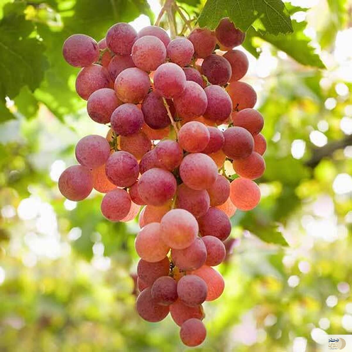 این نوع انگور برای یبوست معجزه می کند