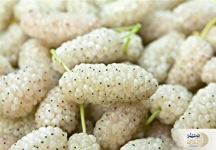 خواص شگفت‌انگیز توت سفید/ چرا باید آن را در رژیم غذایی خود داشته باشید؟