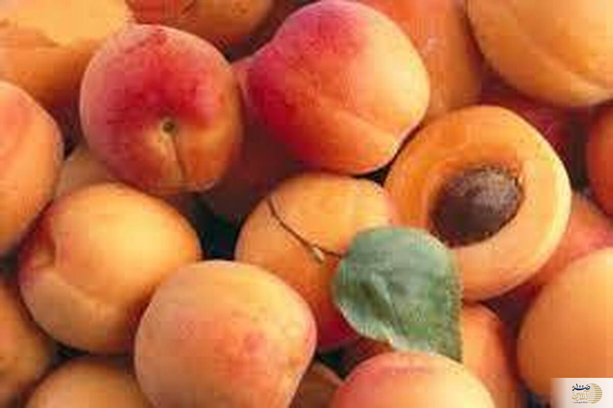 خواص این میوه تابستانه مغذی برای مردان